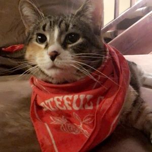 Meet your Posher, Molly